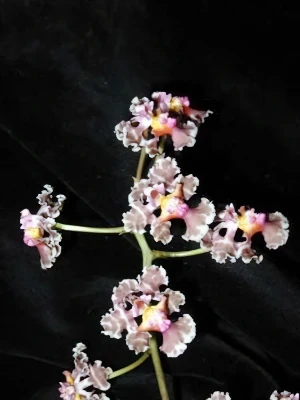 Bild von Oncidium carthagenense 2